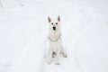 White Swiss shepherd dog in winter forest Royalty Free Stock Photo