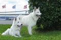 White Swiss Shepherd Dog/ Weisser Schweizer Schaeferhund/ Berger