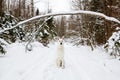 White Swiss shepherd dog in winter forest Royalty Free Stock Photo