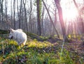 White swiss shepherd in the forest Royalty Free Stock Photo