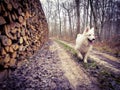 White swiss shepherd in forest Royalty Free Stock Photo