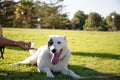 White Swiss Shepherd mixed with English pointer lying on green grass under sunlight Royalty Free Stock Photo