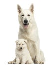 White Swiss Shepherd mom with puppy, isolated