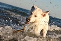 White swiss shepherd playing in the sea