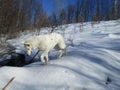 White Swiss Shepherd in the winter forest