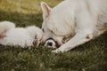 White swiss shepherd puppy family playtime in the garden, mom dog scolding puppy Royalty Free Stock Photo