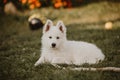 White swiss shepherd puppy family playtime in the garden, pet portrait Royalty Free Stock Photo