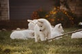 White swiss shepherd puppy family playtime in the garden, playing with siblings