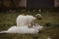 White swiss shepherd puppy family playtime in the garden, playing with siblings