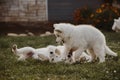 White swiss shepherd puppy family playtime in the garden, playing with siblings Royalty Free Stock Photo