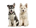 White Swiss Shepherd puppy, Husky malamute puppy