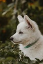 White swiss shepherd puppy pet portrait in the garden