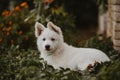 White swiss shepherd puppy pet portrait in the garden Royalty Free Stock Photo