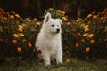 White swiss shepherd puppy pet portrait in the garden Royalty Free Stock Photo