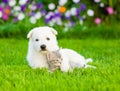 White Swiss Shepherd`s puppy hugging kitten on green grass Royalty Free Stock Photo