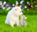 White Swiss Shepherd`s puppy kissing kitten on green grass Royalty Free Stock Photo