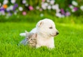White Swiss Shepherd`s puppy and kitten lying together on green grass Royalty Free Stock Photo