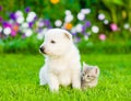 White Swiss Shepherd`s puppy and kitten sitting on green grass i Royalty Free Stock Photo