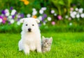 White Swiss Shepherd`s puppy and kitten sitting together on green grass Royalty Free Stock Photo