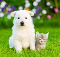 White Swiss Shepherd`s puppy and kitten sitting together on green grass Royalty Free Stock Photo