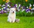 White Swiss Shepherd`s puppy and kitten sitting together on green grass Royalty Free Stock Photo