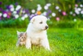 White Swiss Shepherd`s puppy and kitten sitting together on green grass Royalty Free Stock Photo