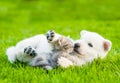 White Swiss Shepherd`s puppy playing with tiny kitten on green grass Royalty Free Stock Photo