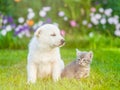 White Swiss Shepherd`s puppy sitting with tiny kitten on green grass Royalty Free Stock Photo