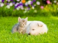 White Swiss Shepherd`s puppy and small kitten sleeping together on green grass Royalty Free Stock Photo