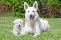 White Swiss Shepherds