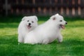 White Swiss Shepherds puppy