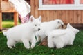 White Swiss Shepherds puppy