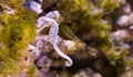 White Sydney seahorse in closeup, A endangered specie from Australia