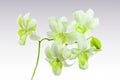 White sympodial orchid isolated on background