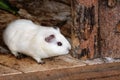 White Syrian hamster, Mesocricetus auratus Royalty Free Stock Photo