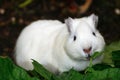 White Syrian hamster, Mesocricetus auratus Royalty Free Stock Photo