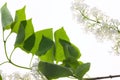 White syringa with green leaves isolated on white background