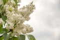 White syringa vulgaris