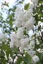 White Syringa Vulgaris blossoming in summer