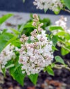 White Syringa vulgaris flowers