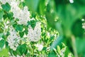 White Syringa vulgaris lilacs bush