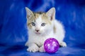 White Tabby Calico Kitten on blue background