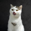 White Tabby cat licking lips waiting for food. Scottish fold kitten looking something on black background.Hungry white cat with Royalty Free Stock Photo