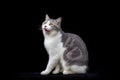 White Tabby cat looking the food. Scottish fold kitten looking something on black background.Hungry white cat with copy space Royalty Free Stock Photo