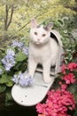 White Tabby Cat in A Mailbox Royalty Free Stock Photo