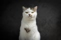 White Tabby cat making funny faces on black background. Scottish fold kitten looking something in studio.Hungry white cat with Royalty Free Stock Photo