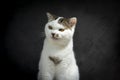 White Tabby cat making funny faces on black background. Scottish fold kitten looking something in studio.Hungry white cat with Royalty Free Stock Photo