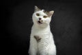 White Tabby cat making funny faces on black background. Scottish fold kitten looking something in studio.Hungry white cat with Royalty Free Stock Photo