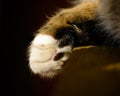 White And Tabby Cat's Paw Drooped