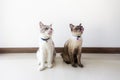 White Tabby cat with siamese cat licking lips waiting for food. Scottish fold kitten looking something on white background.Hungry Royalty Free Stock Photo